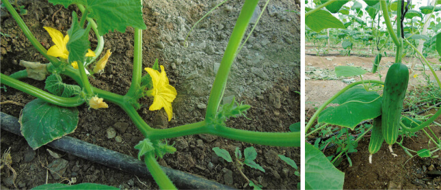 Beneficios en el cultivo Quayat